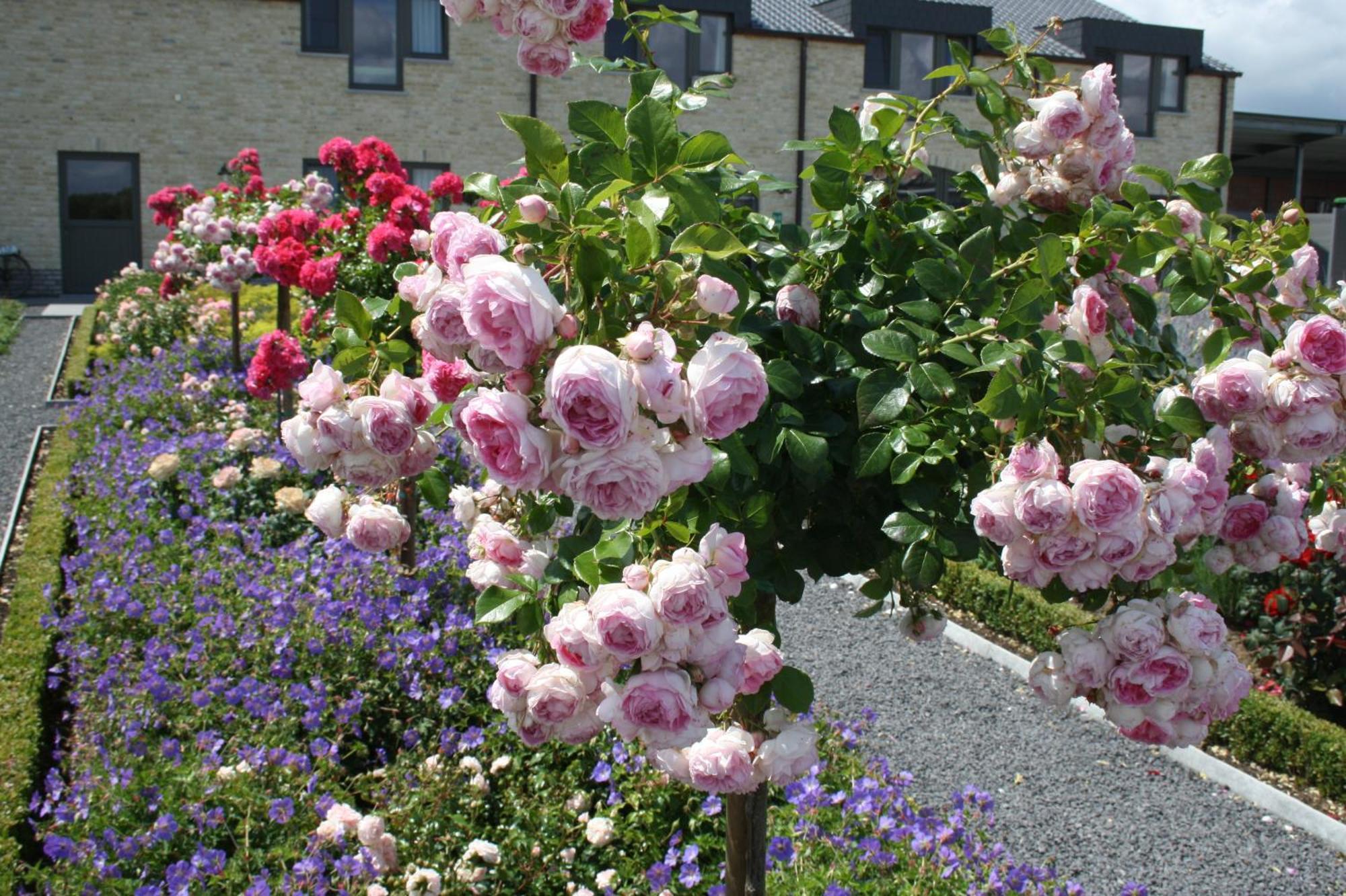 B&B La Vie En Roses Moorsel Eksteriør billede